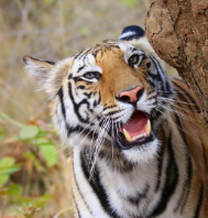 Eco Tours In Odisha
