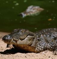 Eco Tours to Bhitarakanika National park