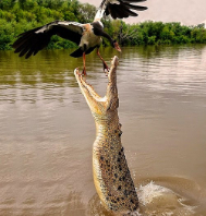 Bhitarakanika Wildlife Tour