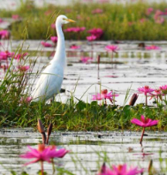 TEMPLE & WILDLIFE OF ODISHA TOUR