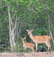 Wildlife Destination Tour