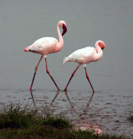 Odisha Honeymoon Tour Package with Chilika Lake