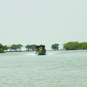 Bichitrapur Mangroves