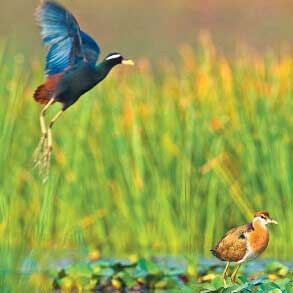 Chilika Wildlife Sanctuary