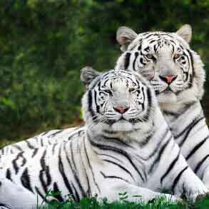 Nandankanan Wildlife Sanctuary