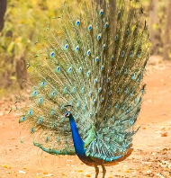 Debrigarh Wildlife Tours