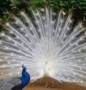 Wonders of Odisha Tourist Destinations Tour