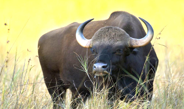 Debrigarh Eco Tours Gallery 3