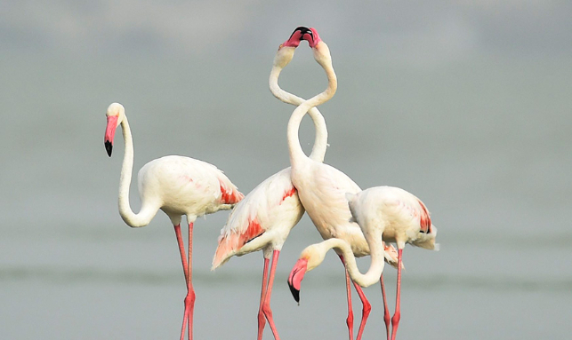 Eco Tours In Odisha Gallery 1
