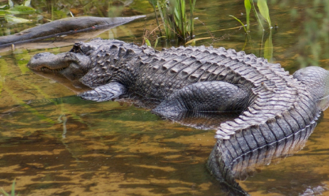 Eco Tours In Odisha Gallery 2