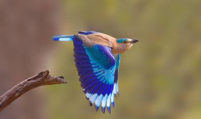 Eco Tours In Odisha Gallery 3