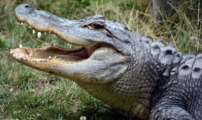 Eco Tours To Bhitarakanika National Park Gallery 1