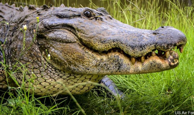 Eco Tours To Bhitarakanika National Park Gallery 2
