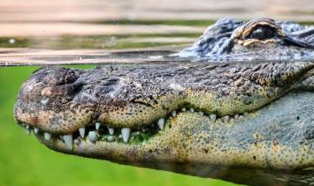 Eco Tours To Bhitarakanika National Park Gallery 3