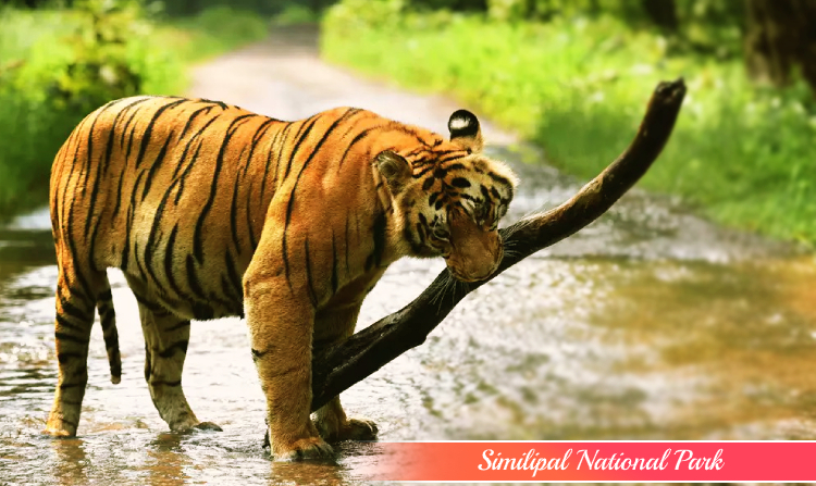 1. SIMILIPAL NATIONAL PARK