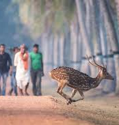  Gigantic Wildlife In Odisha Tour