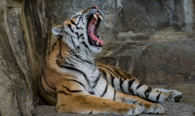  Gigantic Wildlife In Odisha Tour Gallery 1