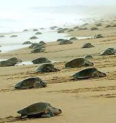 OLIVE RIDLEY TOUR