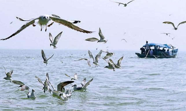 Honeymoon At Chirping Chilika Tour Gallery 2
