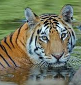 Satkosia Eco Tourism