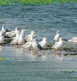 Chilika Tour