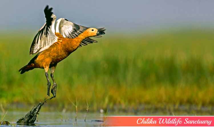 3. CHILIKA WILDLIFE SANCTUARY