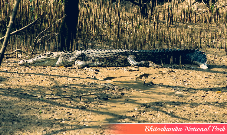 4. BHITARKANIKA NATIONAL PARK