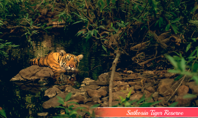 6. SATKOSIA TIGER RESERVE