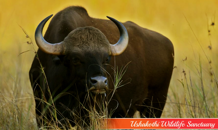 5. USHAKOTHI WILDLIFE SANCTUARY