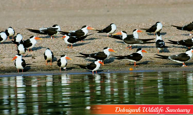 7. DEBRIGARH WILDLIFE SANCTUARY