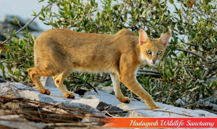 9. HADAGARH WILDLIFE SANCTUARY
