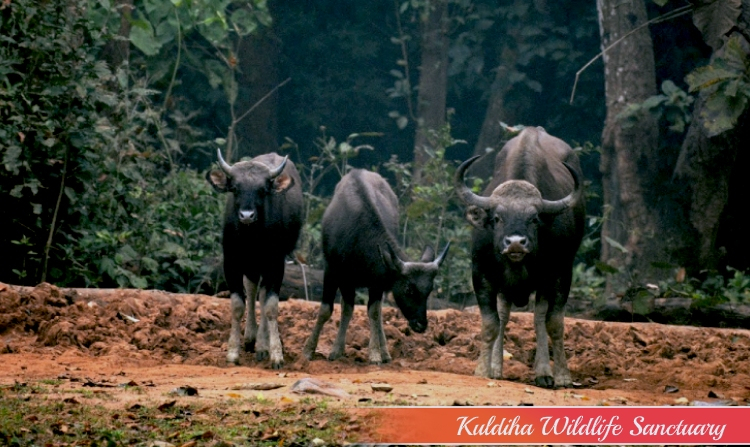 11. KULDIHA WILDLIFE SANCTUARY