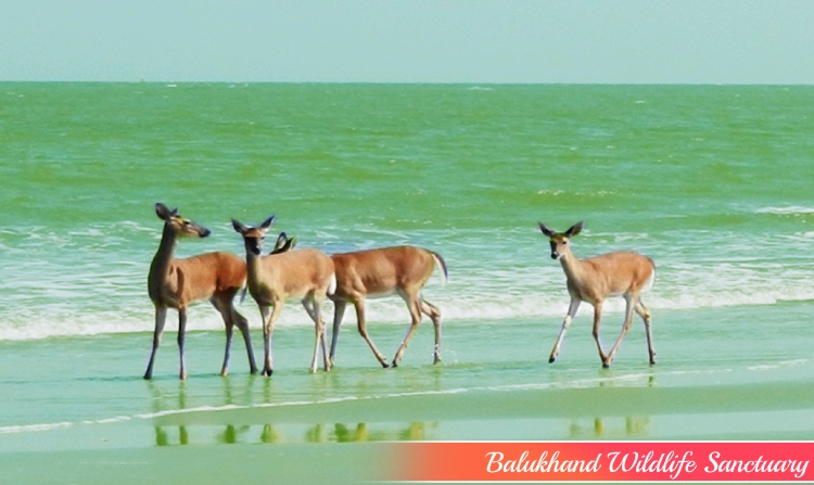 12. BALUKHAND WILDLIFE SANCTUARY