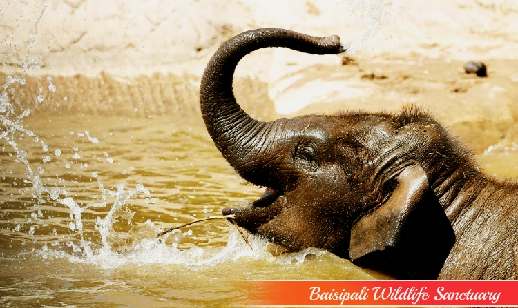 15. BAISIPALI WILDLIFE SANCTUARY