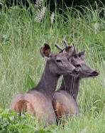 Wildlife Tour