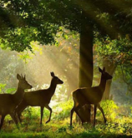 Utkal wildlife tour