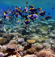 EXCITING BANGKOK PATTAYA PHUKET KRABI TOUR 