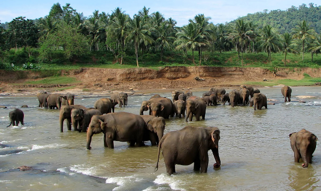 Joyous Sri Lanka Family Package Gallery 3