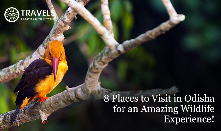 Orissa Wildlife Tour Packages