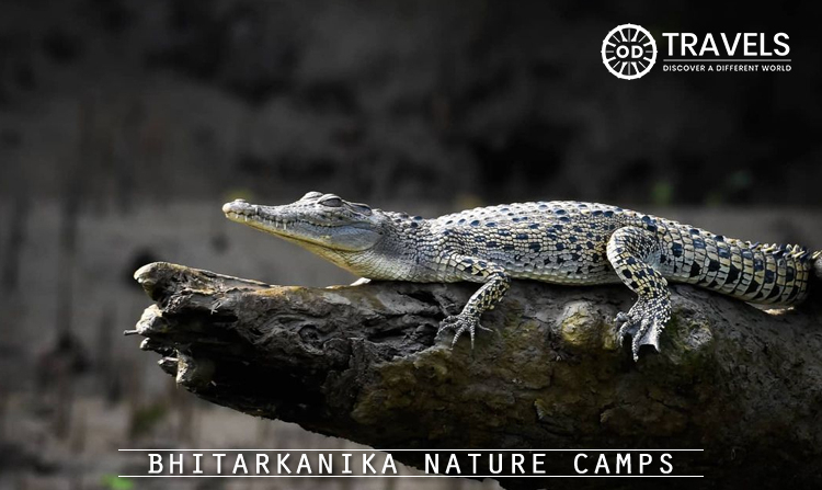 1. Bhitarkanika Nature Camps