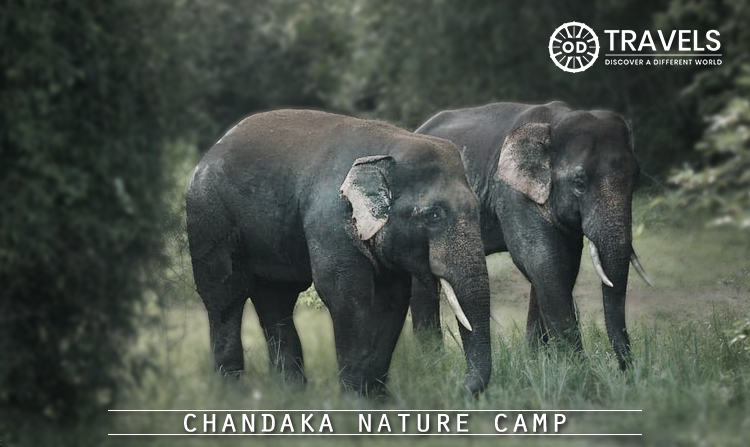 2. Chandaka Nature Camp