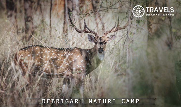 3. Debrigarh Nature Camp