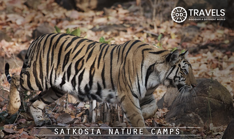 4. Satkosia Nature Camps