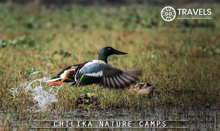 5. Chilika Nature Camps