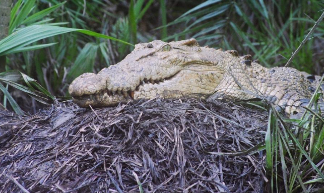 Bhitarakanika Wildlife Tour Gallery 2