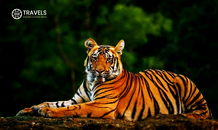 sundarban travel package